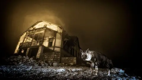 Pictured: Winning entries for Wildlife Photographer of the Year 2025