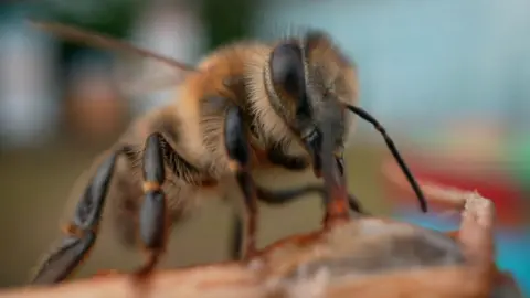 Scientists make ‘superfood’ that could save honeybees