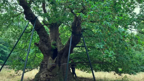 The Druids Oak is 800 years old - can it help save tomorrow’s forests?